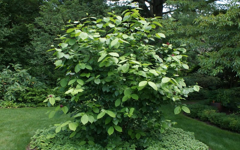  Venus White Sweetshrub (Calycanthus) - 3 Gallon Pot