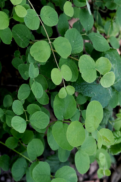  White Snowberry Bush (Symphoricarpos Albus) - 1 Gallon Pot