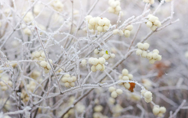  White Snowberry Bush (Symphoricarpos Albus) - 1 Gallon Pot