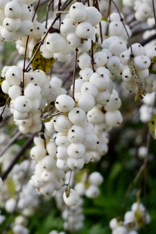  White Snowberry Bush (Symphoricarpos Albus) - 1 Gallon Pot