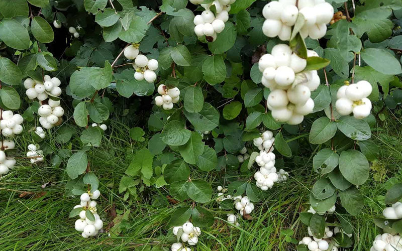  White Snowberry Bush (Symphoricarpos Albus) - 1 Gallon Pot