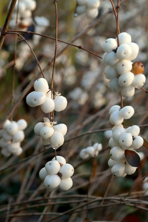  White Snowberry Bush (Symphoricarpos Albus) - 1 Gallon Pot