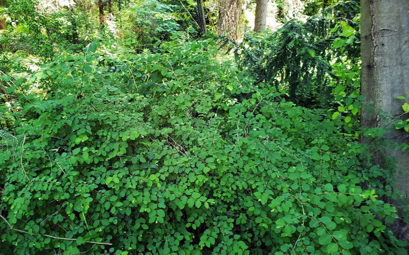  White Snowberry Bush (Symphoricarpos Albus) - 1 Gallon Pot