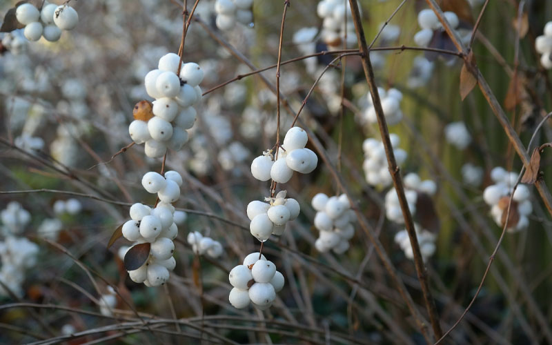  White Snowberry Bush (Symphoricarpos Albus) - 1 Gallon Pot