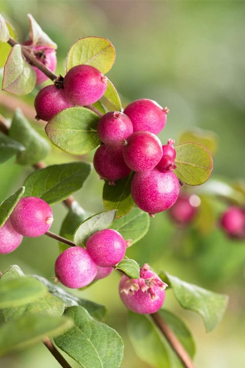  Chenault Coralberry Bush (Symphoricarpos X Chenaultii 'Hancock') - 1 Gallon Pot
