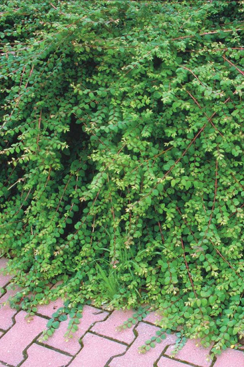  Chenault Coralberry Bush (Symphoricarpos X Chenaultii 'Hancock') - 1 Gallon Pot