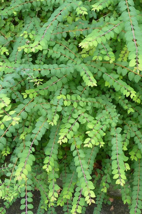  Chenault Coralberry Bush (Symphoricarpos X Chenaultii 'Hancock') - 1 Gallon Pot