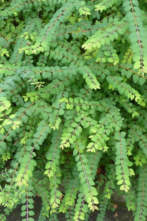  Chenault Coralberry Bush (Symphoricarpos X Chenaultii 'Hancock') - 1 Gallon Pot