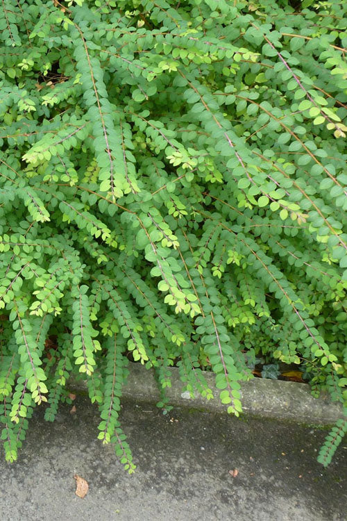  Chenault Coralberry Bush (Symphoricarpos X Chenaultii 'Hancock') - 1 Gallon Pot