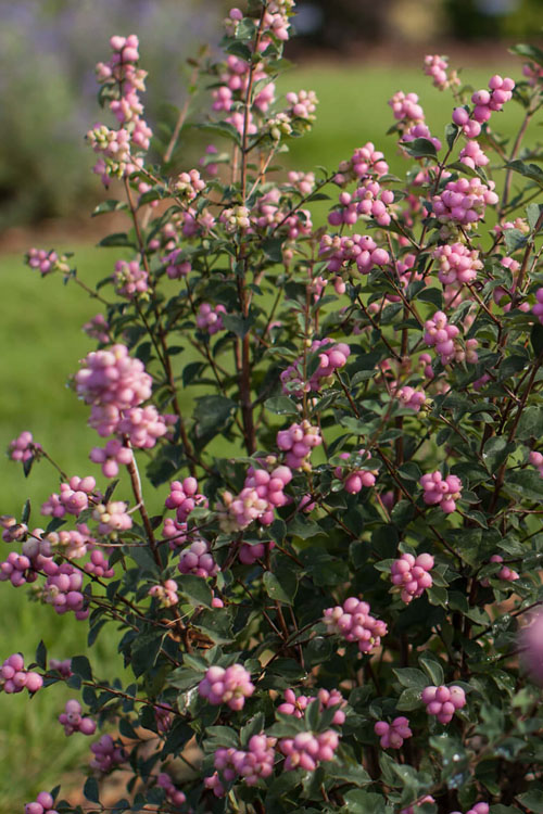  Candy Coralberry Bush (Symphoricarpos) - 3 Gallon Pot