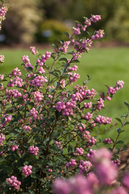  Candy Coralberry Bush (Symphoricarpos) - 3 Gallon Pot