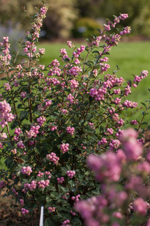  Candy Coralberry Bush (Symphoricarpos) - 3 Gallon Pot