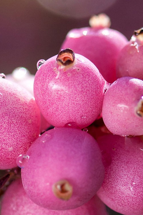  Candy Coralberry Bush (Symphoricarpos) - 3 Gallon Pot