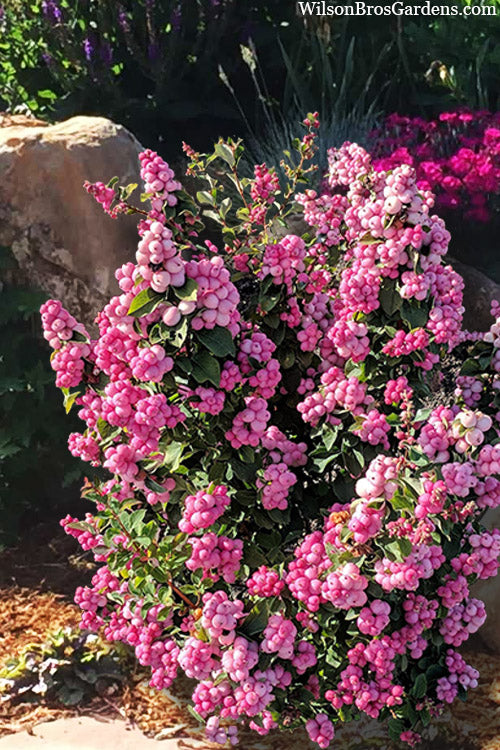  Pinky Posy Snowberry Bush - 3 Gallon Pot