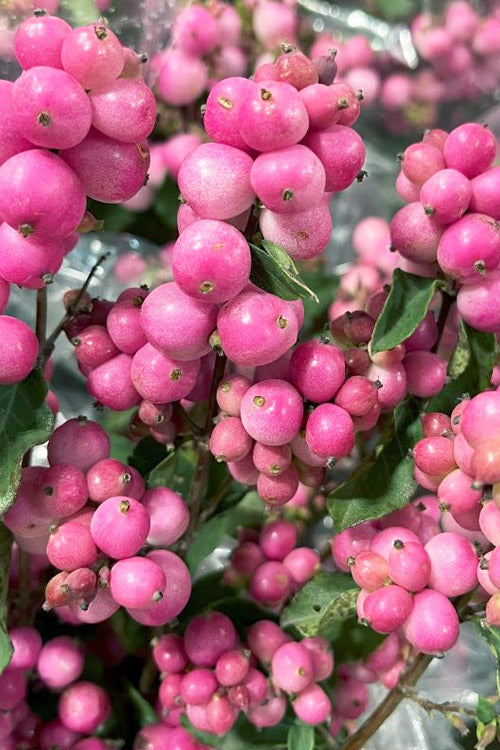  Pinky Posy Snowberry Bush - 3 Gallon Pot