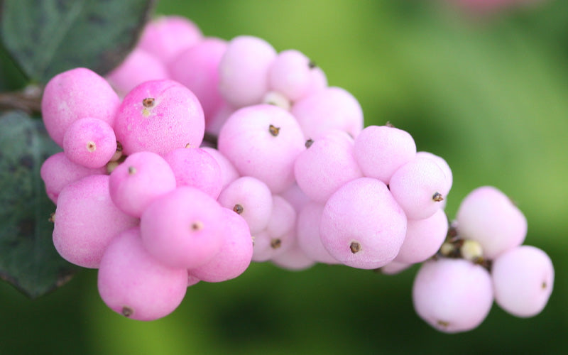  Proudberry Coralberry Bush (Symphoricarpos) - 3 Gallon Pot
