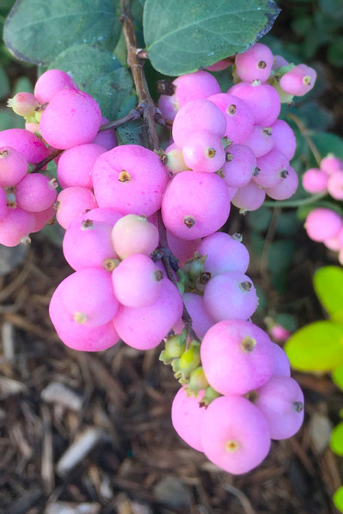  Proudberry Coralberry Bush (Symphoricarpos) - 3 Gallon Pot