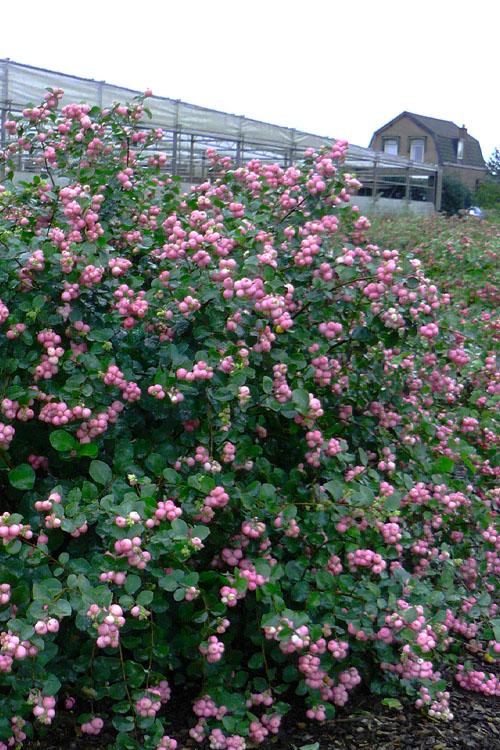  Proudberry Coralberry Bush (Symphoricarpos) - 3 Gallon Pot