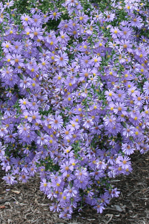  Bluebird Smooth Aster - 1 Gallon Pot
