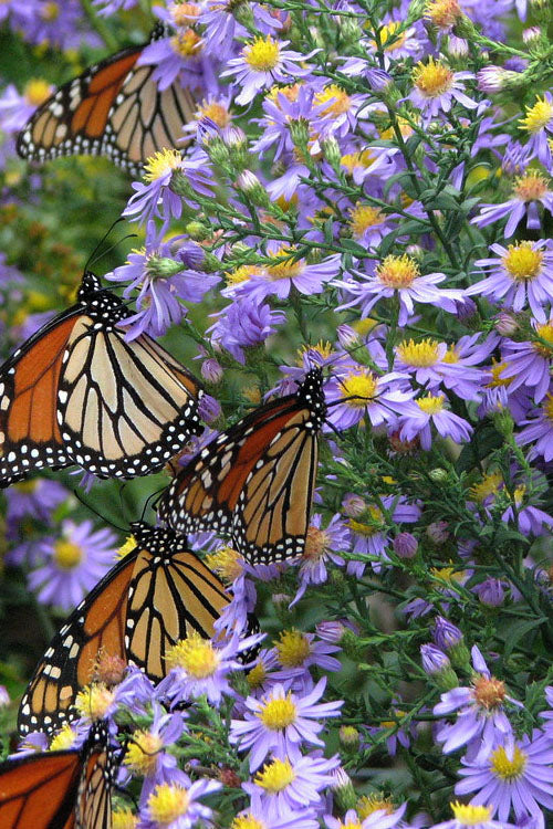  Bluebird Smooth Aster - 1 Gallon Pot