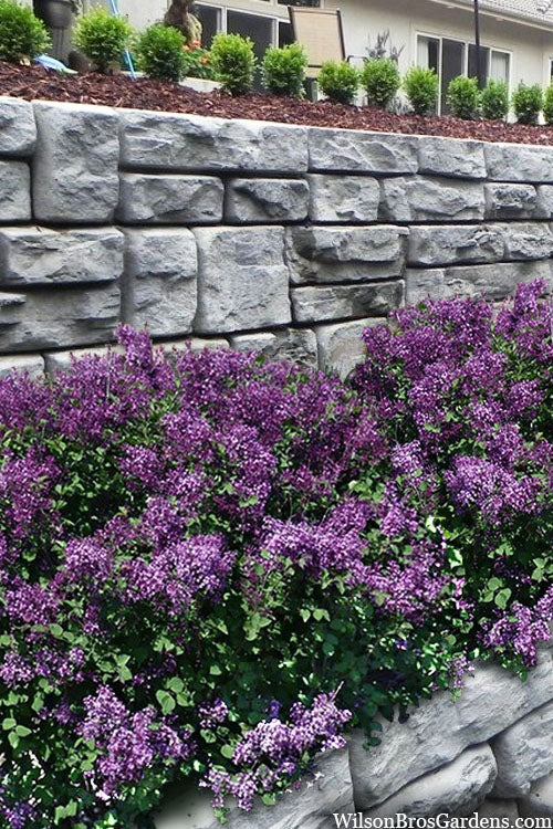  Bloomerang Dark Purple Lilac - 3 Gallon Pot