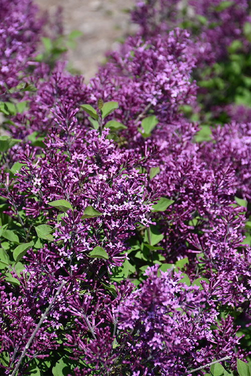  Bloomerang Dark Purple Lilac - 3 Gallon Pot