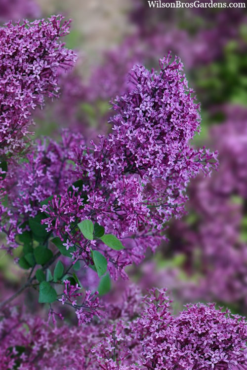  Bloomerang Dark Purple Lilac - 3 Gallon Pot