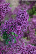  Bloomerang Dark Purple Lilac - 3 Gallon Pot