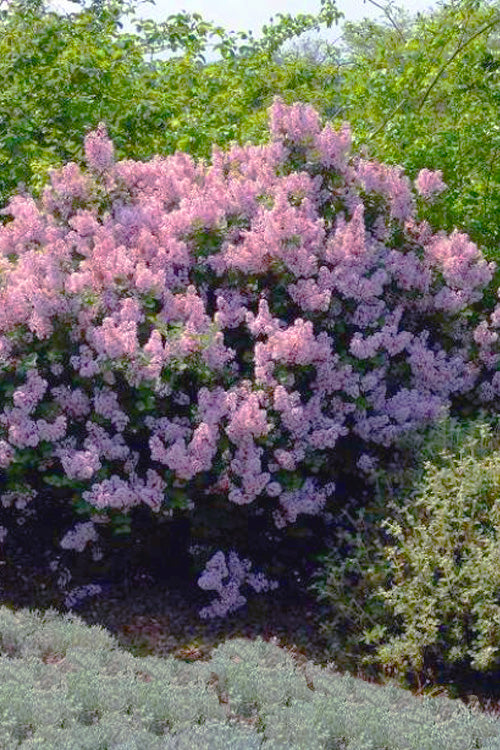  Josee Reblooming Lilac Bush (Syringa Meyeri) - 3 Gallon Pot