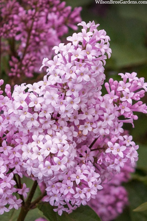  Josee Reblooming Lilac Bush (Syringa Meyeri) - 3 Gallon Pot