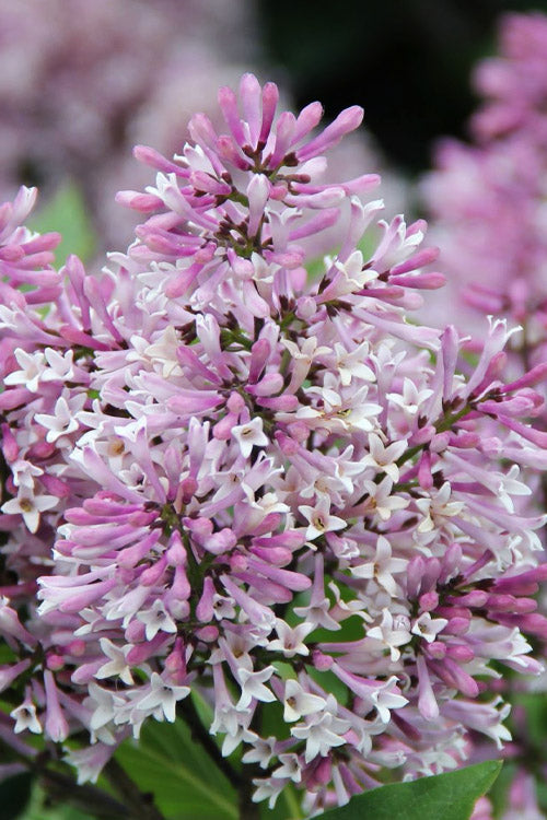  Little Lady Dwarf Lilac Bush - 3 Gallon Pot