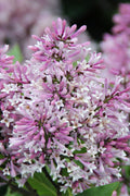  Little Lady Dwarf Lilac Bush - 3 Gallon Pot