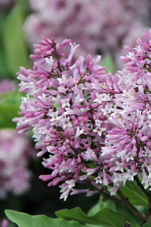  Little Lady Dwarf Lilac Bush - 3 Gallon Pot