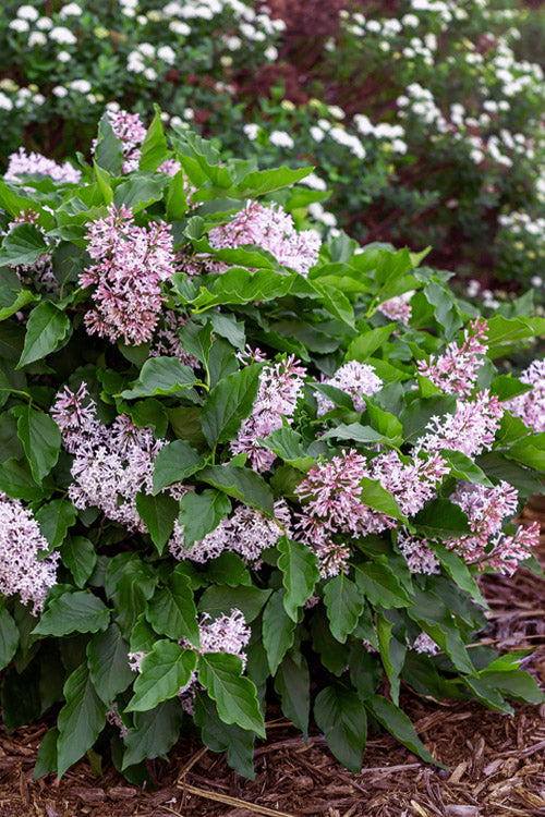  Little Lady Dwarf Lilac Bush - 3 Gallon Pot