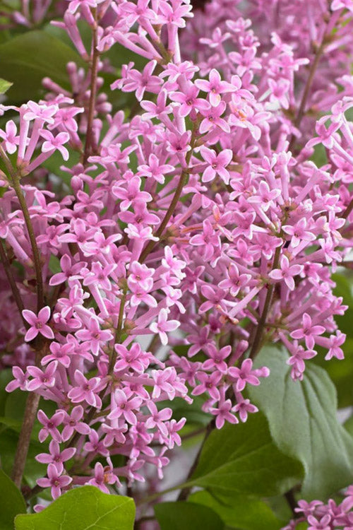  Flowerfesta Pink Lilac Tree (Single Trunk) - 7 Gallon Pot