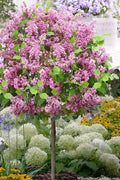 Flowerfesta Pink Lilac Tree (Single Trunk) - 7 Gallon Pot
