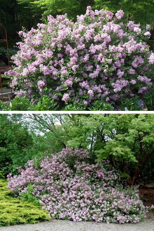  Palibin Dwarf Lilac Bush - 3 Gallon Pot