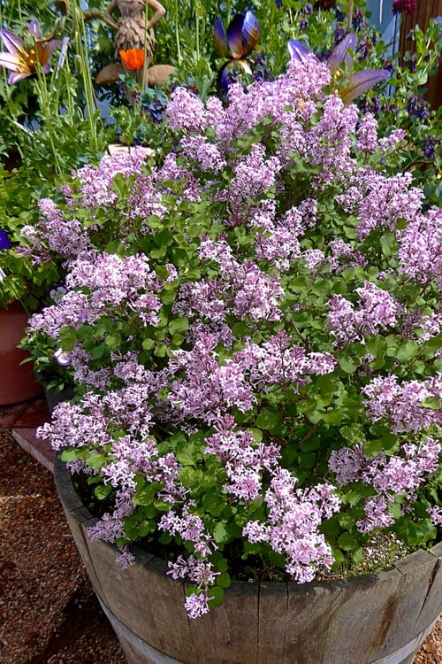  Palibin Dwarf Lilac Bush - 3 Gallon Pot