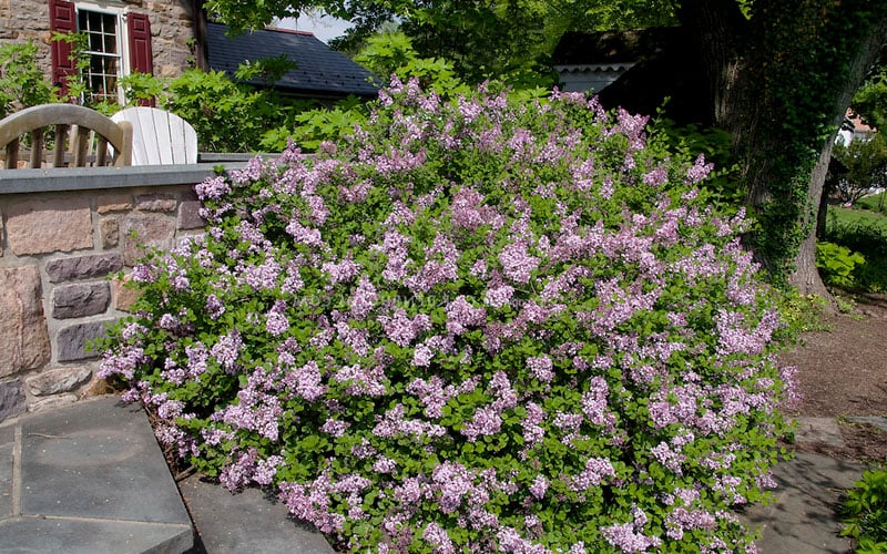  Palibin Dwarf Lilac Bush - 3 Gallon Pot