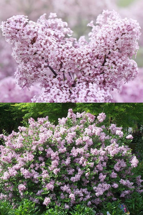  Palibin Dwarf Lilac Bush - 3 Gallon Pot