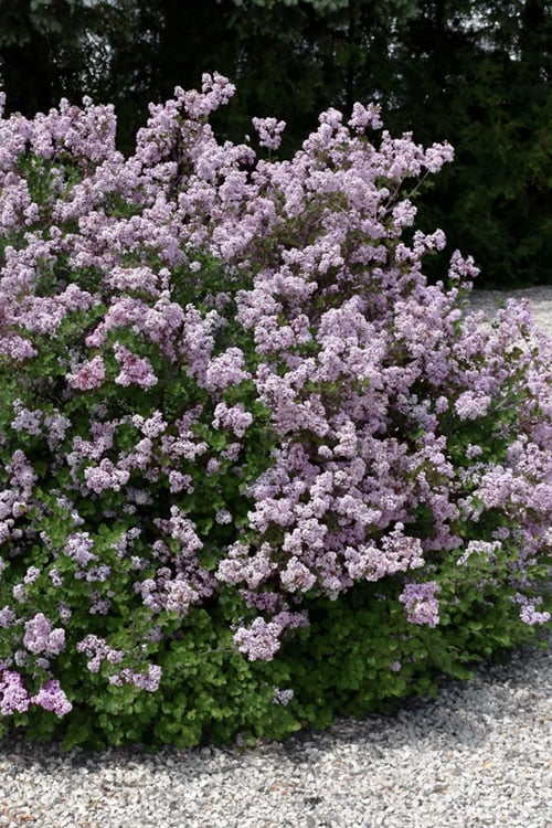  Palibin Dwarf Lilac Bush - 3 Gallon Pot