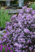  Miss Kim Lilac Bush - 7 Gallon Pot