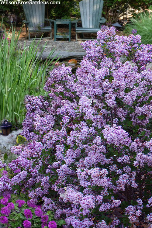  Miss Kim Lilac Tree (Single Trunk) - 7 Gallon Pot