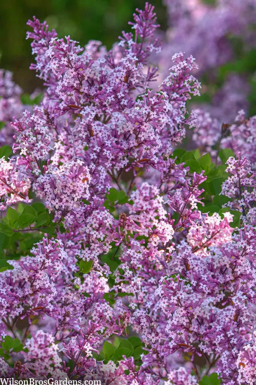  Miss Kim Lilac Tree (Single Trunk) - 7 Gallon Pot