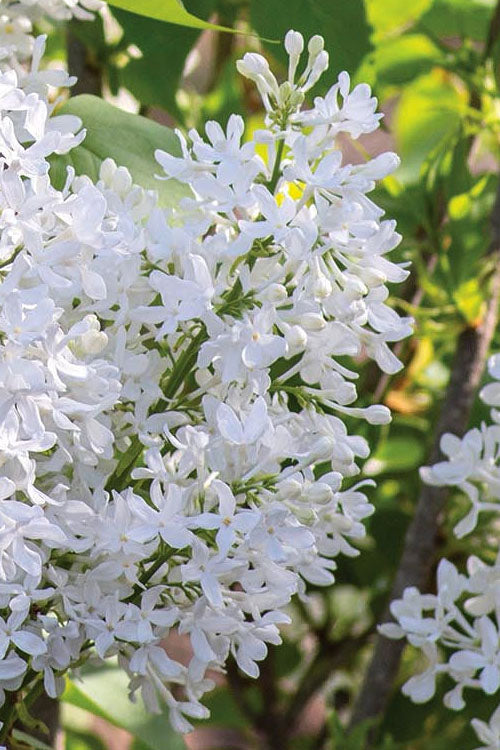  New Age White Lilac (Syringa) - 3 Gallon Pot