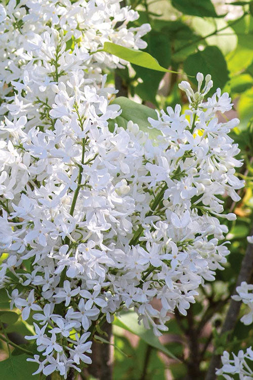  New Age White Lilac (Syringa) - 3 Gallon Pot