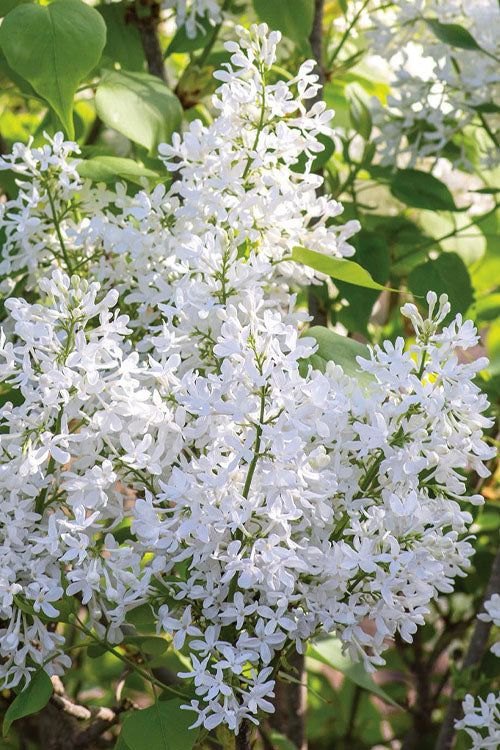  New Age White Lilac (Syringa) - 3 Gallon Pot