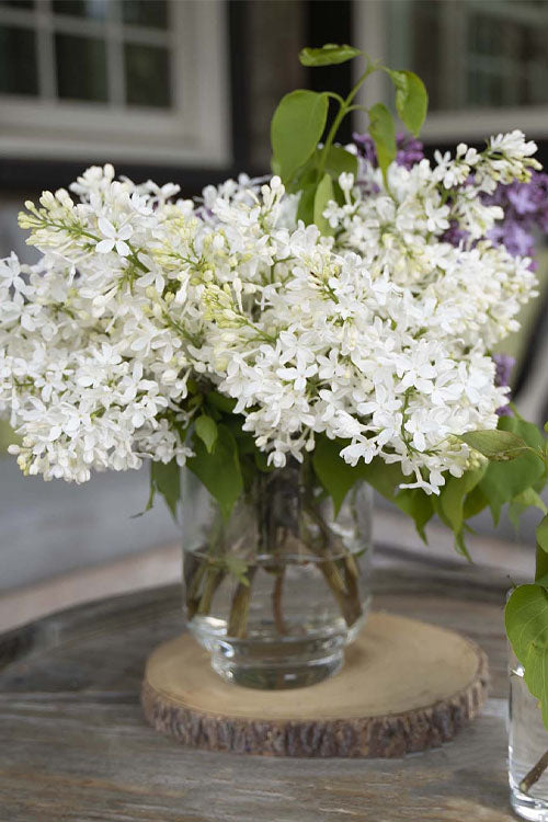  New Age White Lilac (Syringa) - 3 Gallon Pot