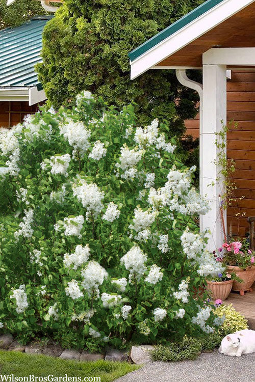  New Age White Lilac (Syringa) - 3 Gallon Pot