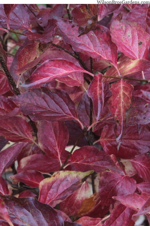  Dream Cloud Manchurian Lilac Bush - 3 Gallon Pot